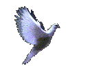 dove%201.gif